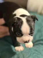 Pepper, a male Boston Terrier for sale in Mason, TX – 1 of 10