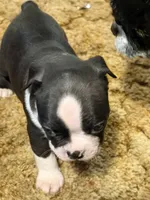 Little Jake, a male Boston Terrier for sale in Mason, TX – 4 of 10
