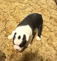 Rosemary, a female Boston Terrier for sale in Mason, TX – 5 of 9