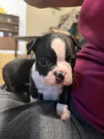 Little Jake, a male Boston Terrier for sale in Mason, TX – 9 of 10