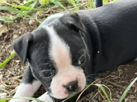 Chile, a male Boston Terrier for sale in Mason, TX – 6 of 9