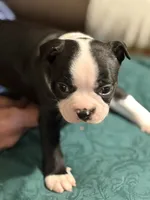 Pepper, a male Boston Terrier for sale in Mason, TX – 2 of 10