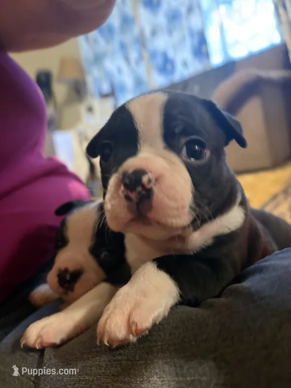 Chile – Boston Terrier puppy for sale in Mason, TX