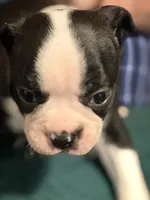 Chile, a male Boston Terrier for sale in Mason, TX – 5 of 9