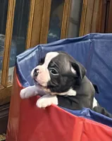 Little Jake, a male Boston Terrier for sale in Mason, TX – 8 of 10