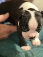 Pepper, a male Boston Terrier for sale in Mason, TX – 5 of 10