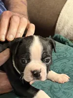 Chile, a male Boston Terrier for sale in Mason, TX – 2 of 9