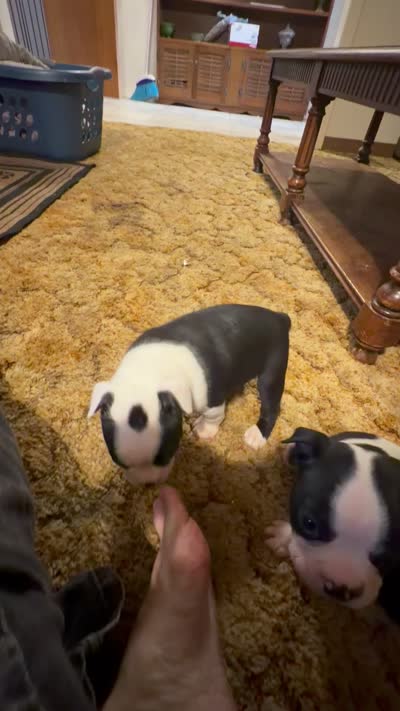 Rosemary, a female Boston Terrier for sale in Mason, TX – 9 of 9