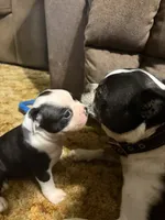 Rosemary, a female Boston Terrier for sale in Mason, TX – 8 of 9