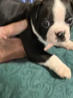 Chile, a male Boston Terrier for sale in Mason, TX – 3 of 9