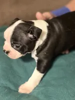 Pepper, a male Boston Terrier for sale in Mason, TX – 3 of 10
