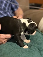 Pepper, a male Boston Terrier for sale in Mason, TX – 4 of 10