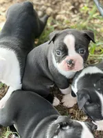 Little Jake, a male Boston Terrier for sale in Mason, TX – 6 of 10