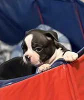 Little Jake, a male Boston Terrier for sale in Mason, TX – 5 of 10
