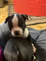 Chile, a male Boston Terrier for sale in Mason, TX – 7 of 9