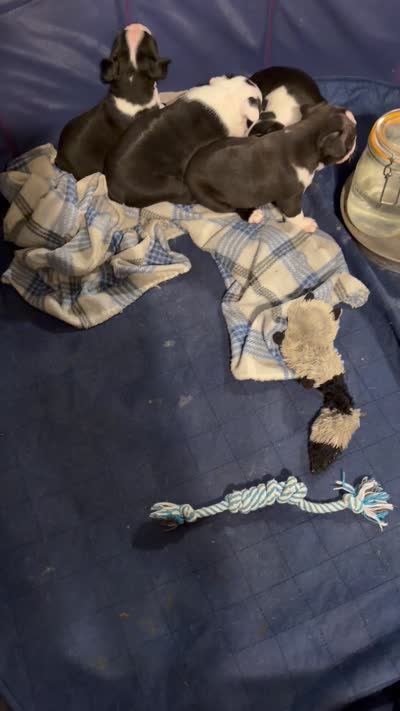 Chile, a male Boston Terrier for sale in Mason, TX – 9 of 9