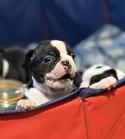Little Jake, a male Boston Terrier for sale in Mason, TX – 2 of 10