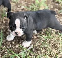Little Jake, a male Boston Terrier for sale in Mason, TX – 1 of 10