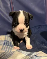 Chile, a male Boston Terrier for sale in Mason, TX – 1 of 9