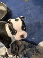 Rosemary, a female Boston Terrier for sale in Mason, TX – 2 of 9