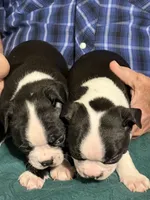 Pepper, a male Boston Terrier for sale in Mason, TX – 6 of 10