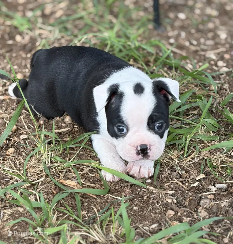 Rosemary – Boston Terrier puppy for sale in Mason, TX
