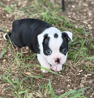 Rosemary, a female Boston Terrier for sale in Mason, TX – 1 of 9
