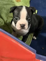 Chile, a male Boston Terrier for sale in Mason, TX – 4 of 9