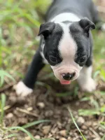 Pepper, a male Boston Terrier for sale in Mason, TX – 8 of 10