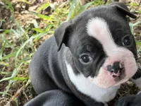 Little Jake, a male Boston Terrier for sale in Mason, TX – 7 of 10
