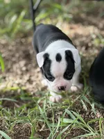 Rosemary, a female Boston Terrier for sale in Mason, TX – 6 of 9