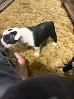 Rosemary, a female Boston Terrier for sale in Mason, TX – 7 of 9