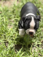 Pepper, a male Boston Terrier for sale in Mason, TX – 9 of 10
