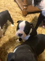 Pepper, a male Boston Terrier for sale in Mason, TX – 7 of 10