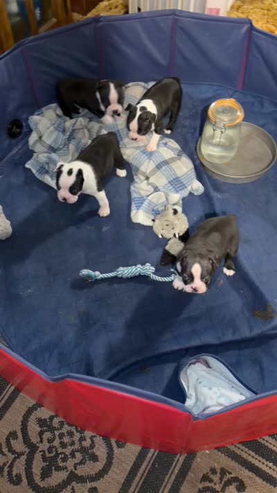 Pepper, a male Boston Terrier for sale in Mason, TX – 10 of 10
