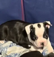 Rosemary, a female Boston Terrier for sale in Mason, TX – 4 of 9