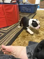 Rosemary, a female Boston Terrier for sale in Mason, TX – 3 of 9
