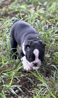 Little Jake, a male Boston Terrier for sale in Mason, TX – 3 of 10