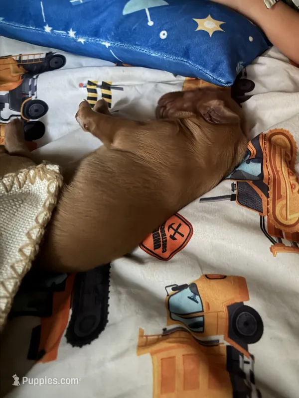 Purebred AKC golden retriever boy – Golden Retriever puppy for sale in Washington, IA