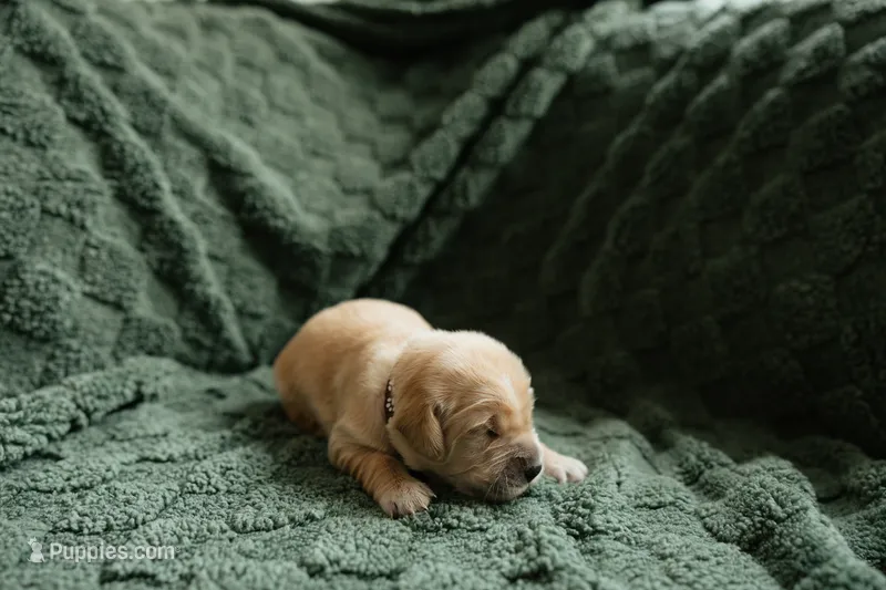 Purebred AKC golden retriever boy – Golden Retriever puppy for sale in Washington, IA