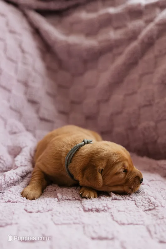 AKC purebred Golden retriever girl  – Golden Retriever puppy for sale in Washington, IA