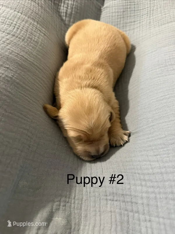 AKC purebred golden retriever boy  – Golden Retriever puppy on hold in Washington, IA
