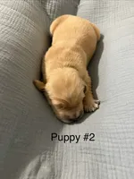 AKC purebred golden retriever boy , a male Golden Retriever for sale in Washington, IA – 1 of 1