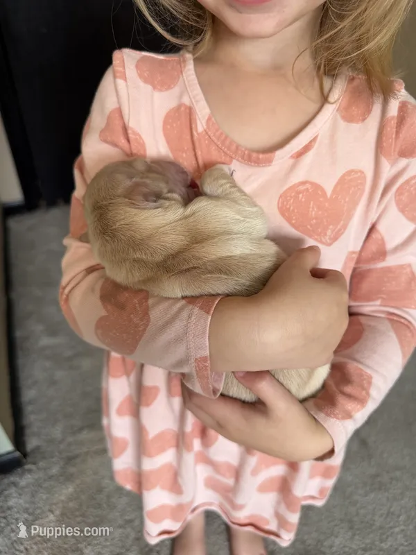 AKC purebred Golden retriever girl  – Golden Retriever puppy for sale in Washington, IA