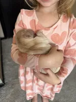 AKC purebred Golden retriever girl , a female Golden Retriever for sale in Washington, IA – 1 of 1