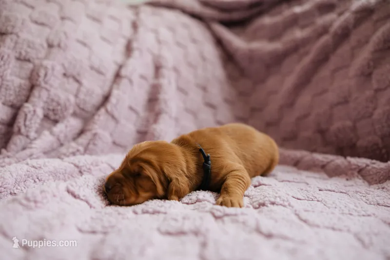 Purebred AKC golden retriever girl  – Golden Retriever puppy for sale in Washington, IA
