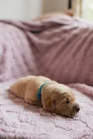 AKC purebred Golden retriever girl , a female Golden Retriever for sale in Washington, IA – 1 of 2