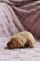 AKC purebred Golden retriever girl , a female Golden Retriever for sale in Washington, IA – 2 of 2