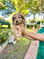 Thor, a male Australian Shepherd and Dachshund for sale in Los Angeles, CA – 3 of 3