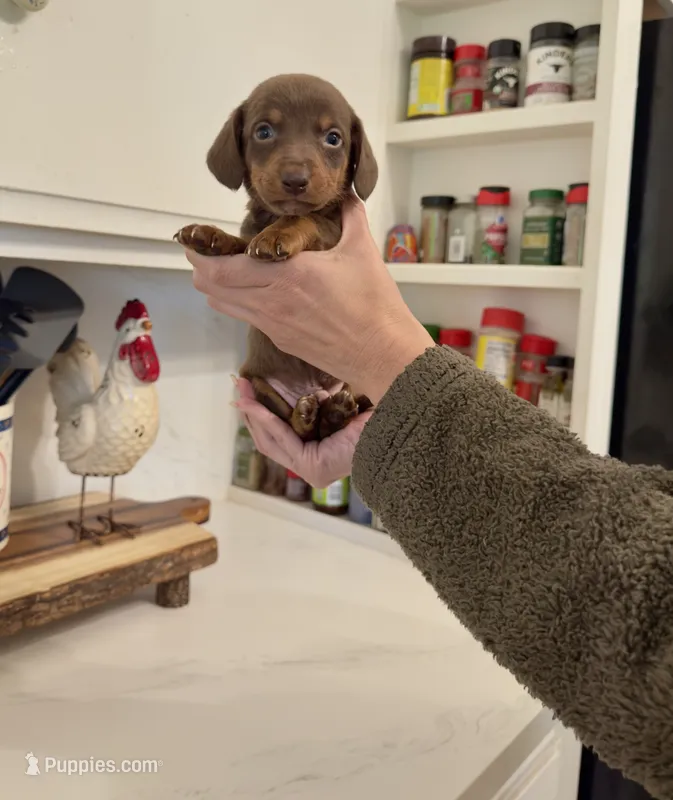 Foxy  – Australian Shepherd, Dachshund puppy for sale in Los Angeles, CA